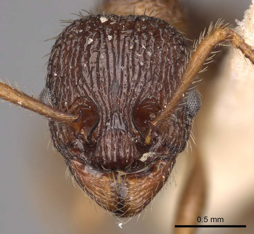 Image of Myrmica caucasicola Arnol'di 1934