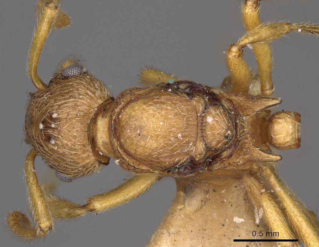 Image of Myrmica karavajevi (Arnol'di 1930)