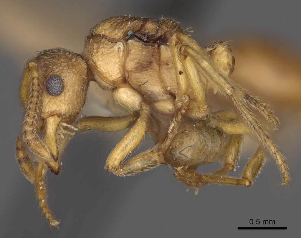 Image of Myrmica karavajevi (Arnol'di 1930)