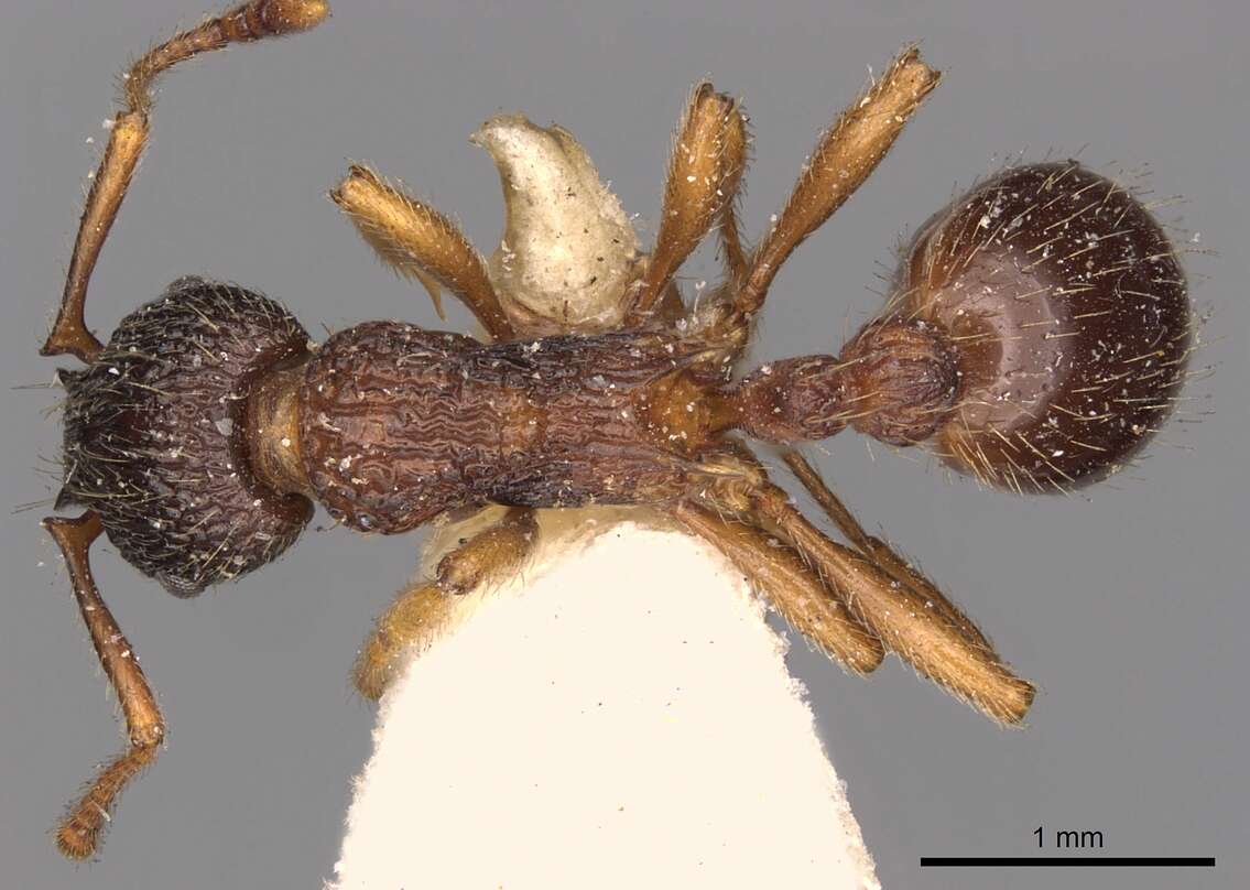 Imagem de Myrmica lobicornis Nylander 1846