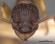 Imagem de Myrmica lobicornis Nylander 1846