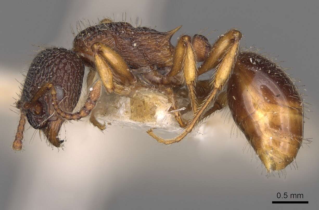 Imagem de Myrmica lobicornis Nylander 1846