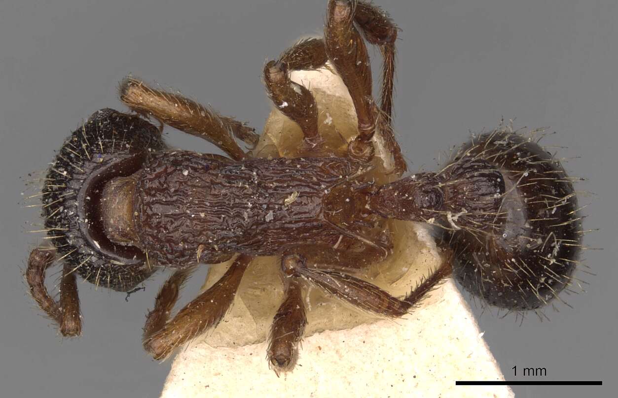 Image of Myrmica schencki Viereck 1903