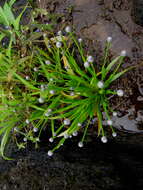 Image of Eriocaulon heterolepis Steud.