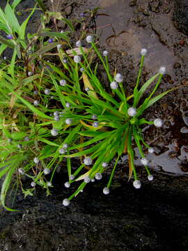 Image of Eriocaulon heterolepis Steud.