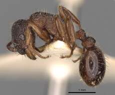 Image of Myrmica schencki Viereck 1903