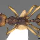 Imagem de <i>Myrmica draco</i>