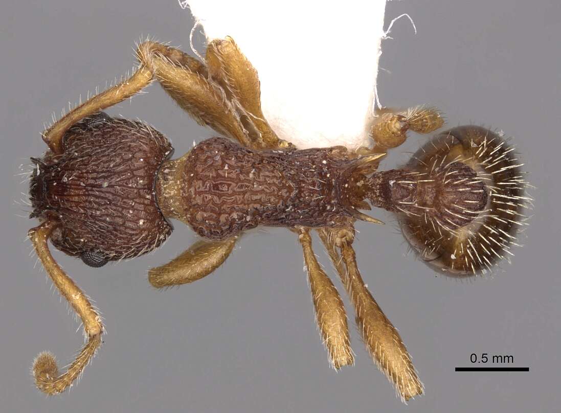 Image of Myrmica jessensis Forel 1901