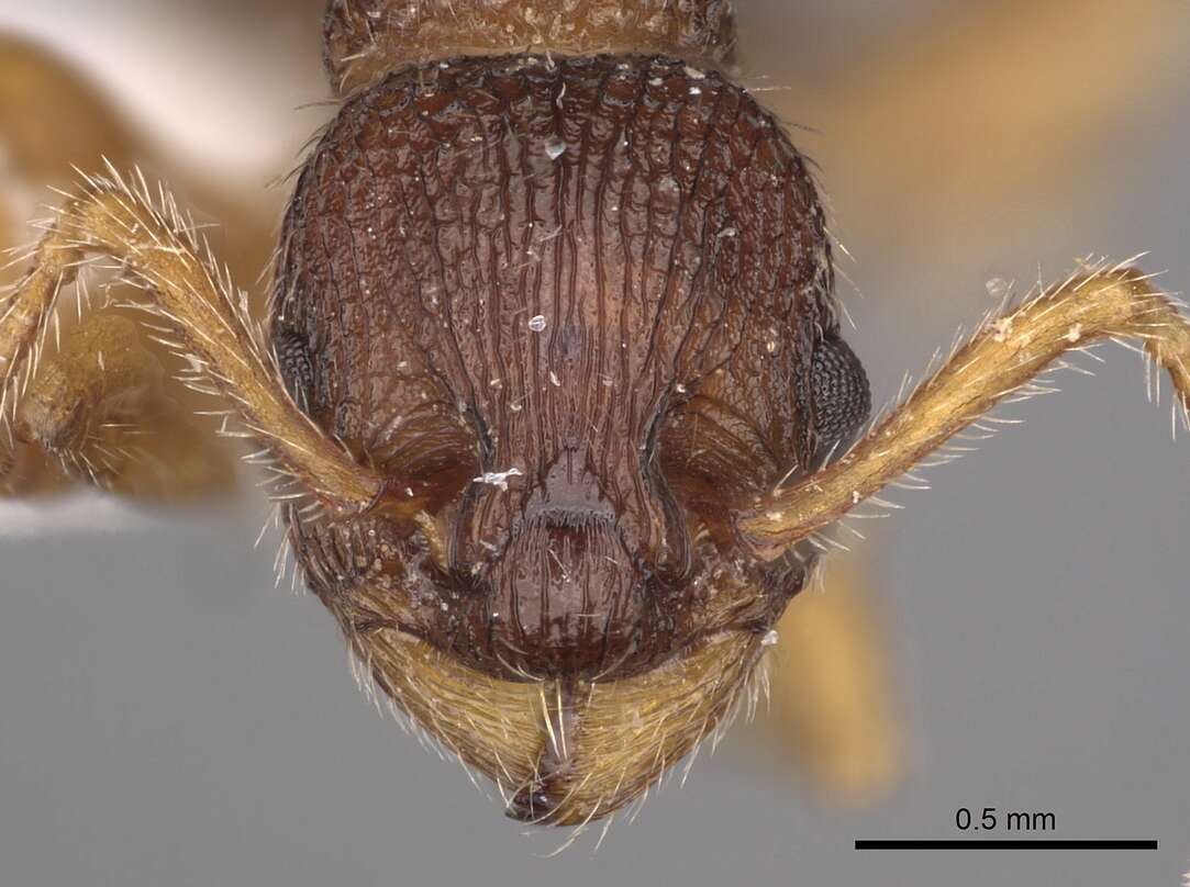 Image of Myrmica jessensis Forel 1901