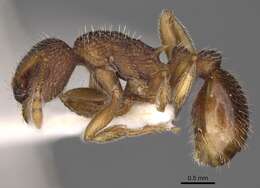 Image of Myrmica jessensis Forel 1901