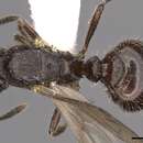 Image of Myrmica ereptrix Bolton 1988