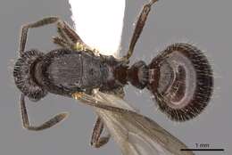 Image of Myrmica ereptrix Bolton 1988