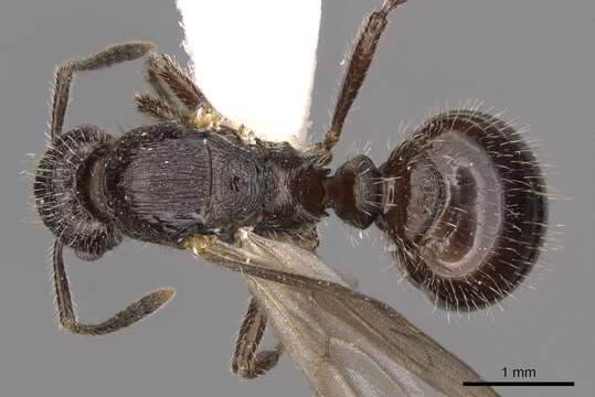 Imagem de Myrmica ereptrix Bolton 1988