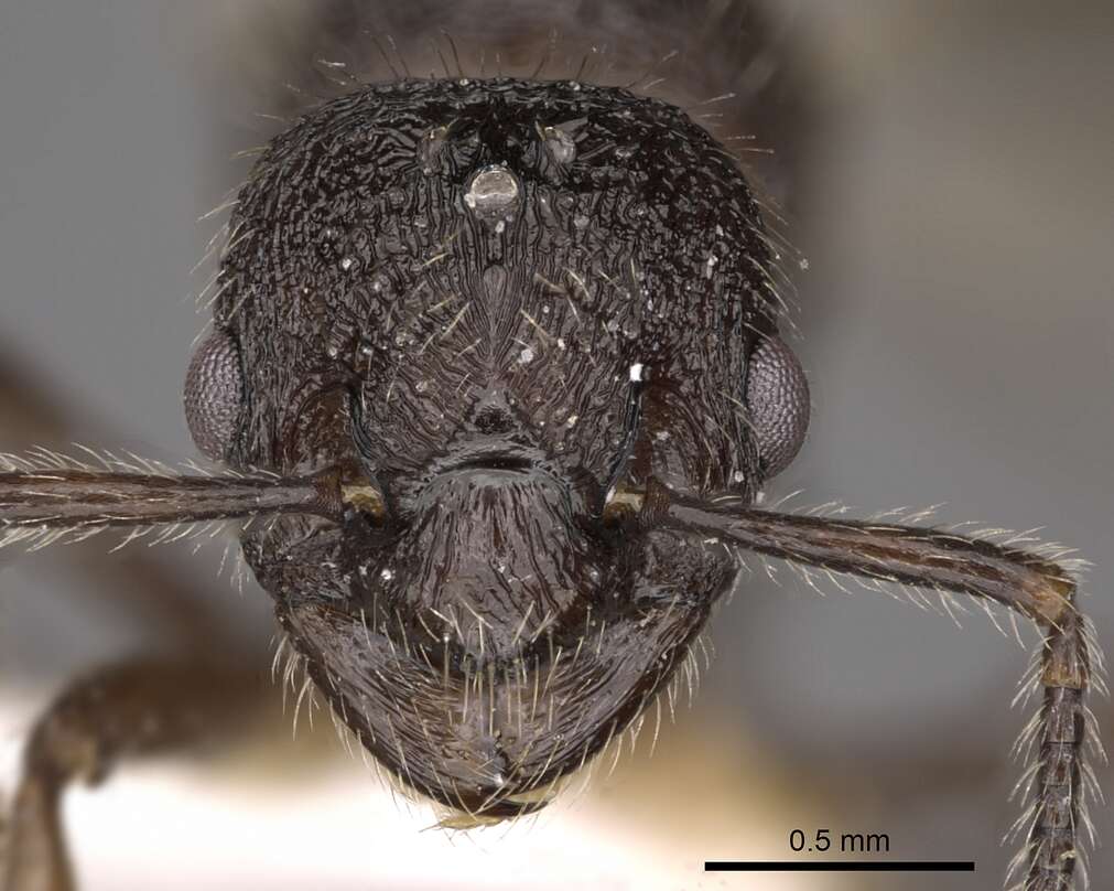 Image of Myrmica ereptrix Bolton 1988