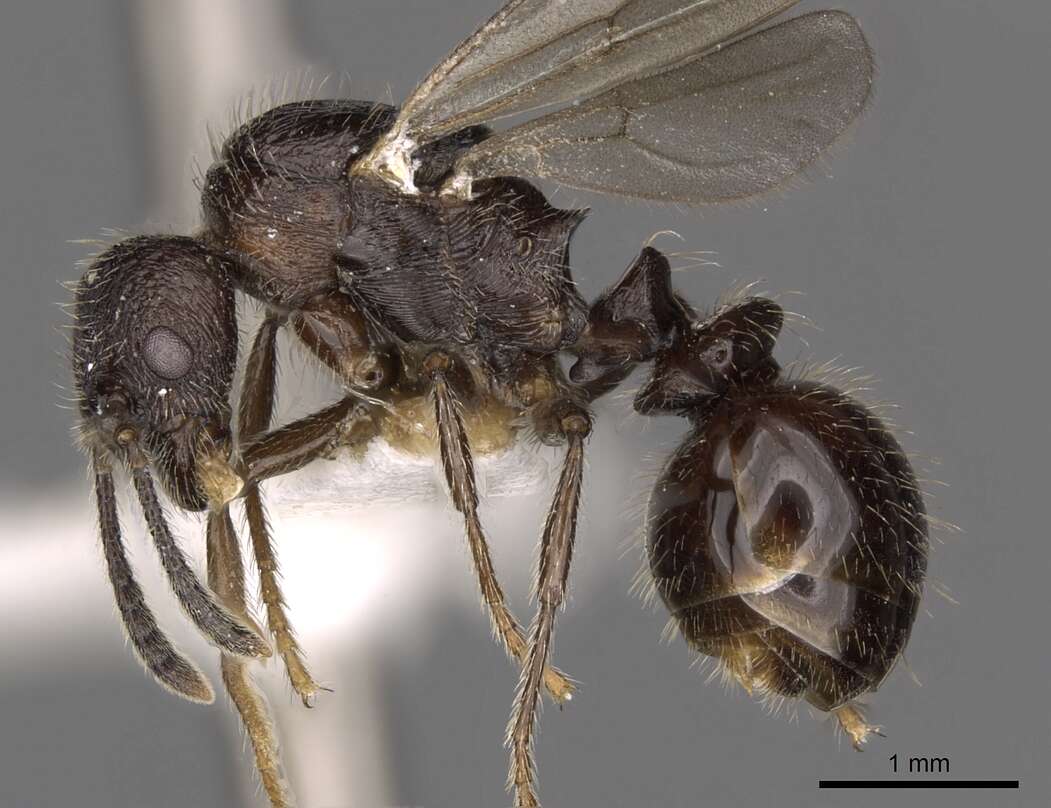 Image of Myrmica ereptrix Bolton 1988