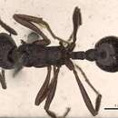 Image of Myrmica rugosa Mayr 1865