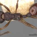 Image of Myrmica smythiesii Forel 1902