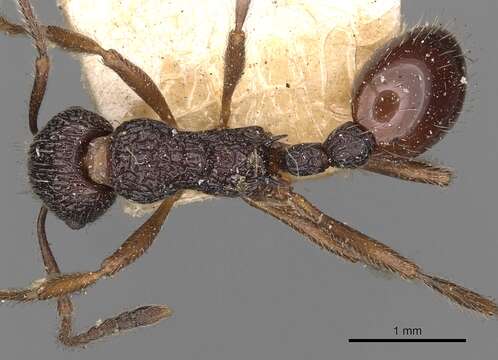 Imagem de Myrmica smythiesii Forel 1902