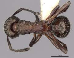 Myrmica kozlovi Ruzsky 1915的圖片