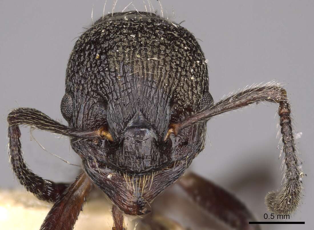 Myrmica kozlovi Ruzsky 1915的圖片