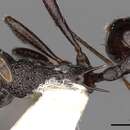 Imagem de <i>Myrmica boltoni</i>