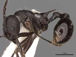 Image of <i>Myrmica boltoni</i>