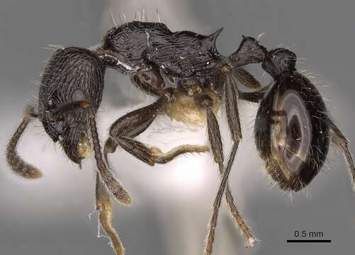 Image of Myrmica ordinaria