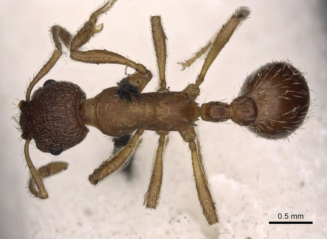 Imagem de Myrmica tibetana Mayr 1889