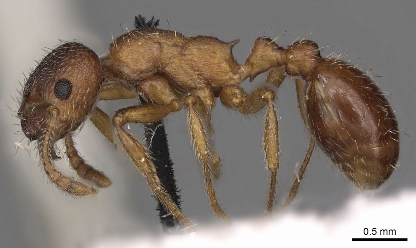 Imagem de Myrmica tibetana Mayr 1889