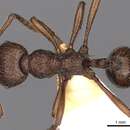 Image of <i>Myrmica mirabilis</i>
