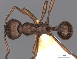 Image de <i>Myrmica mirabilis</i>