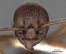 Image de <i>Myrmica mirabilis</i>