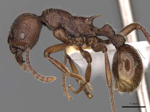 Image de <i>Myrmica mirabilis</i>