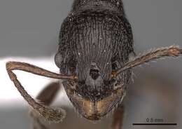 Imagem de Myrmica wardi