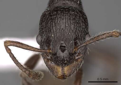 Imagem de Myrmica wardi