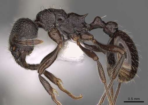 Imagem de Myrmica wardi