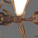 Image of <i>Myrmica curiosa</i>
