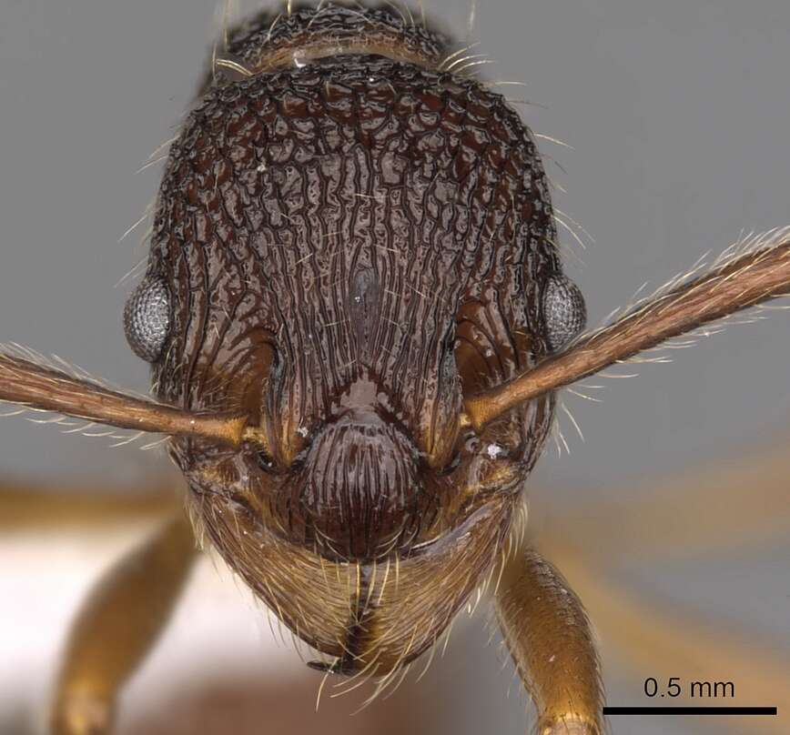 Plancia ëd <i>Myrmica curiosa</i>