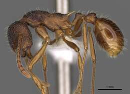 Plancia ëd <i>Myrmica curiosa</i>