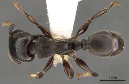 Image of Atopomyrmex