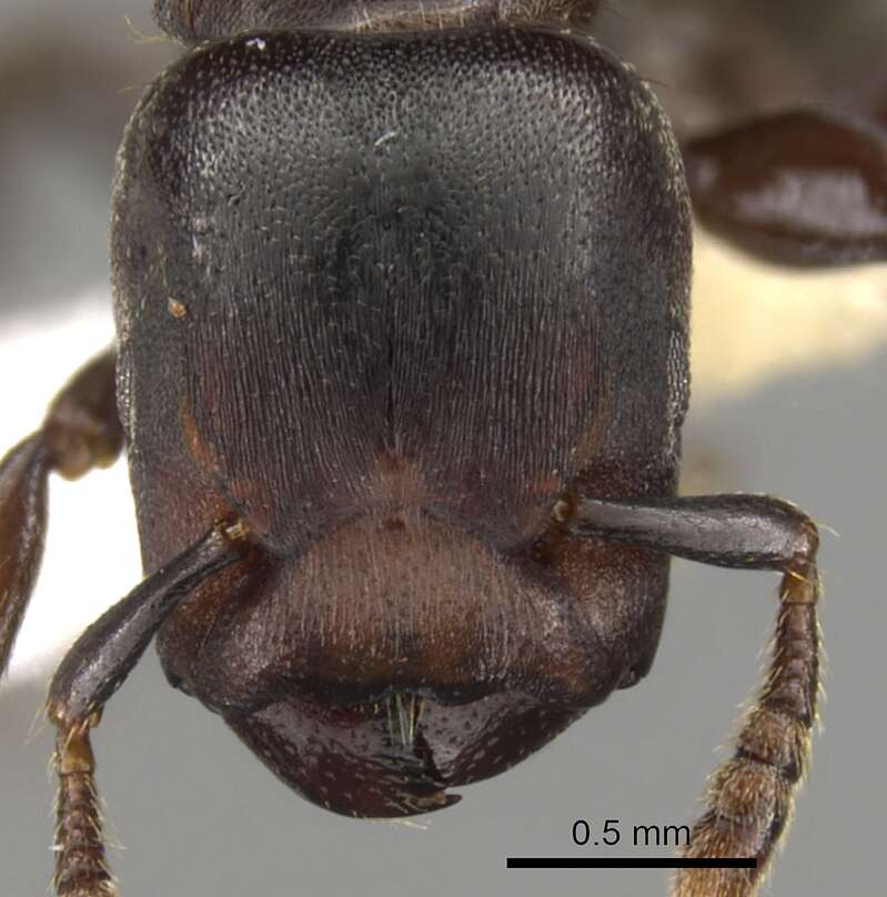 Image of Atopomyrmex