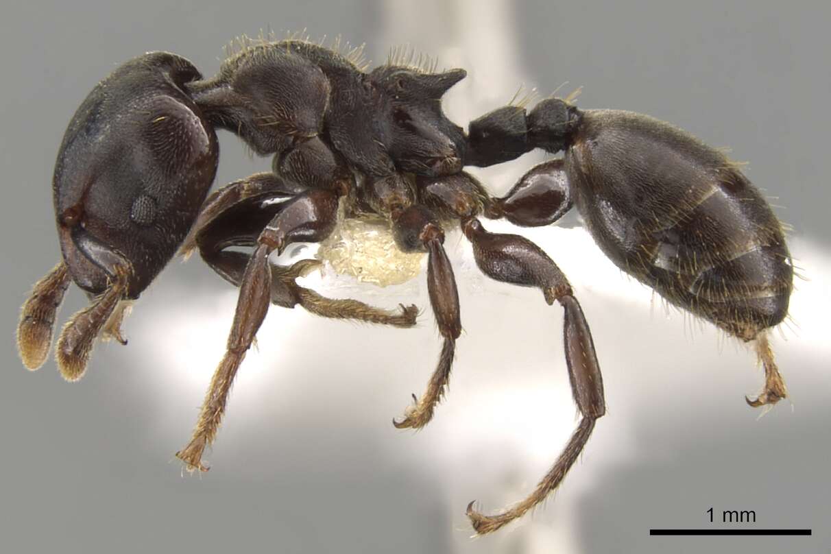 Image of Atopomyrmex