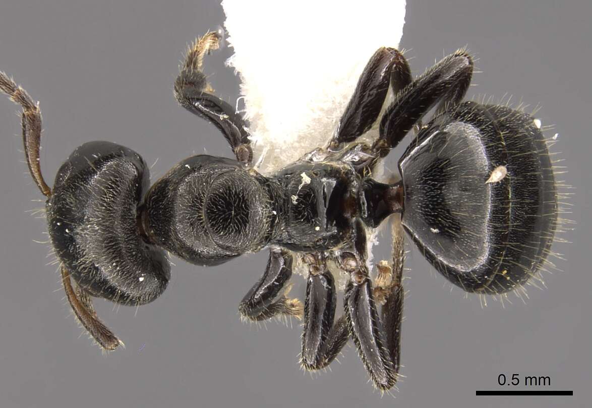 Image of Aphomomyrmex