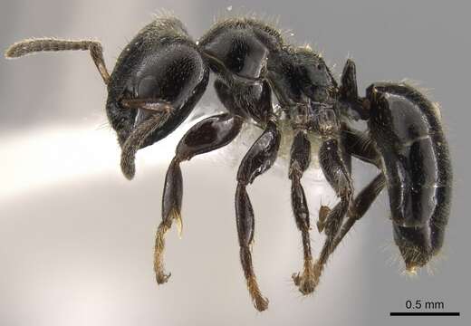 Image of Aphomomyrmex