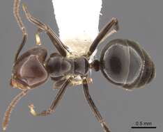 Image of Technomyrmex lujae (Forel 1905)