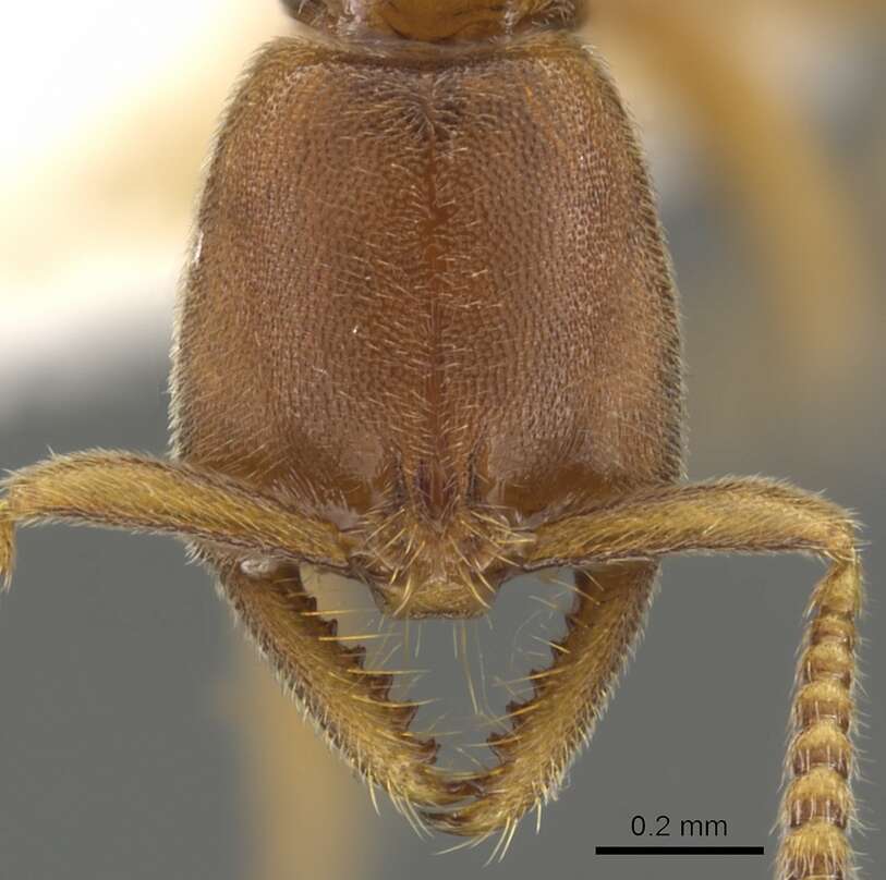 Image of Formicoidea