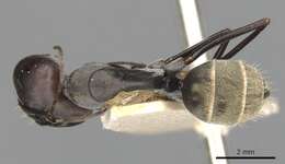 Plancia ëd Camponotus cinctellus (Gerstaecker 1859)