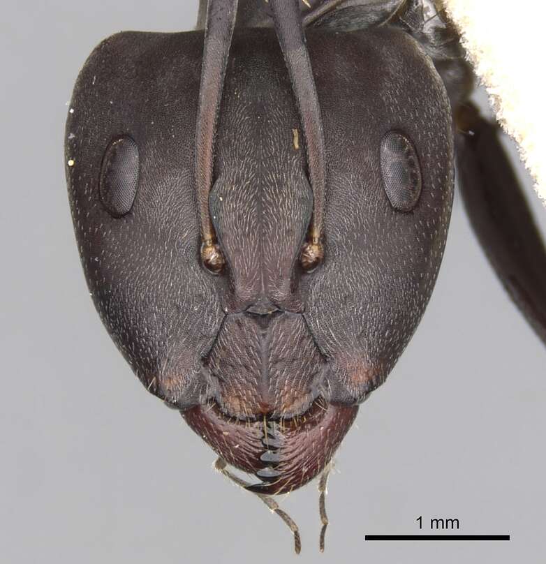 Plancia ëd Camponotus cinctellus (Gerstaecker 1859)