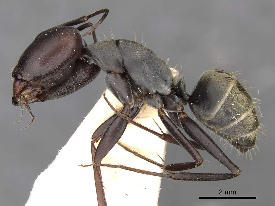 Plancia ëd Camponotus cinctellus (Gerstaecker 1859)