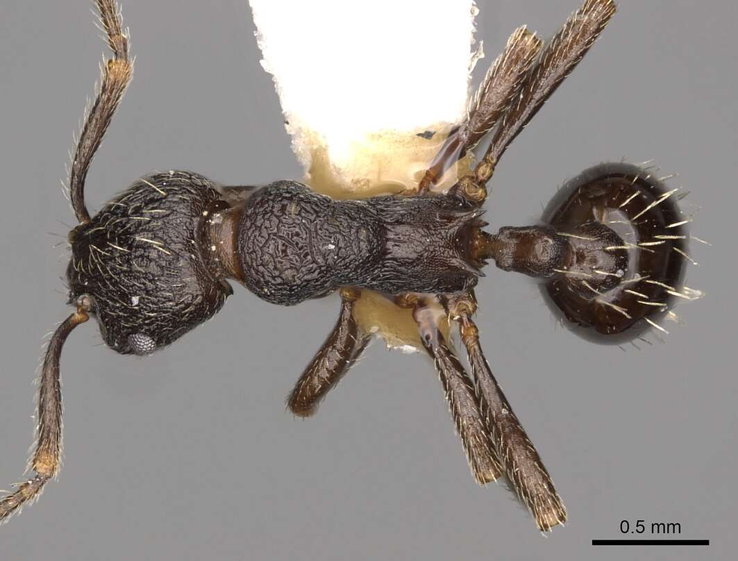 Imagem de Myrmica williamsi